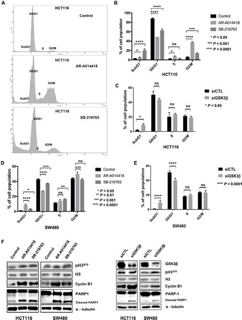 Gsk3β Inhibition Altered Cell Cycle Profile And Induced Apoptosis A