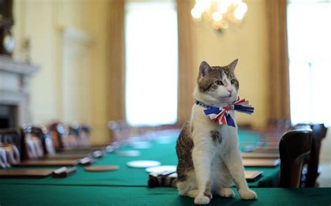 Larry The Downing Street Cat Larry Is The Latest In A Long Line Of