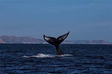 Premium Photo | Whale swimming in sea