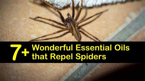 7+ Wonderful Essential Oils that Repel Spiders