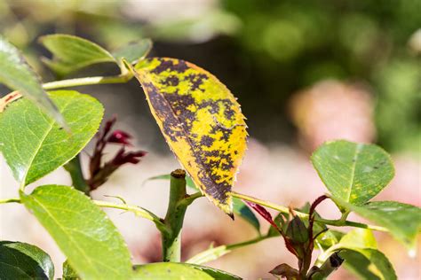 Manchas Nas Folhas Das Plantas Veja O Que Pode Ser E Saiba Como