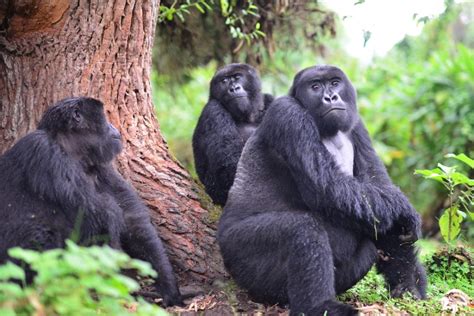 The scoop on gorilla poop | Dian Fossey