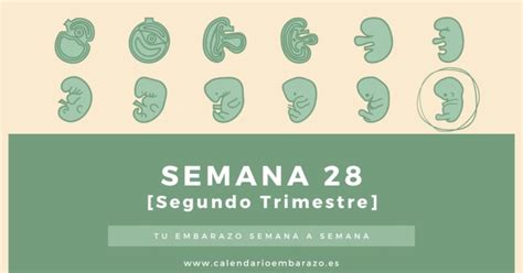 🌈 Semana 28 De Embarazo Cuidando Tu Bienestar Emocional