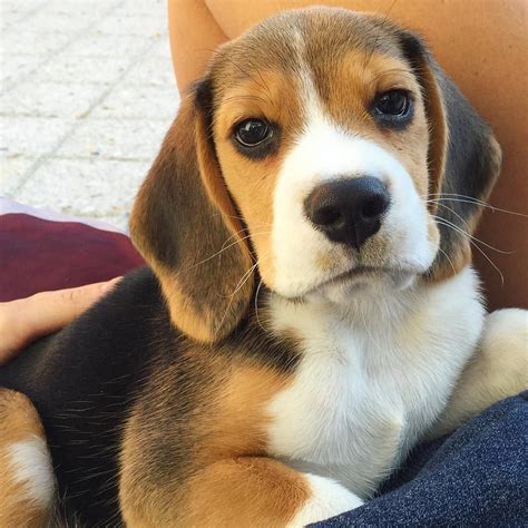 °beagle° Cute Beagles Dog Breeds Beagle Puppy