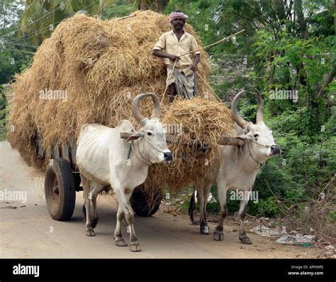 Traditional Indian Bullock Cart Haulage Carrier With Driver Near Trichy