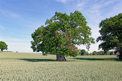 Eiche bei Gut Tüschenbek Monumentale Eichen von Rainer Lippert