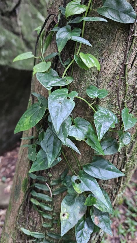 Australian Pepper Vine From Tamborine Beaudesert Pt B AU QL AU On