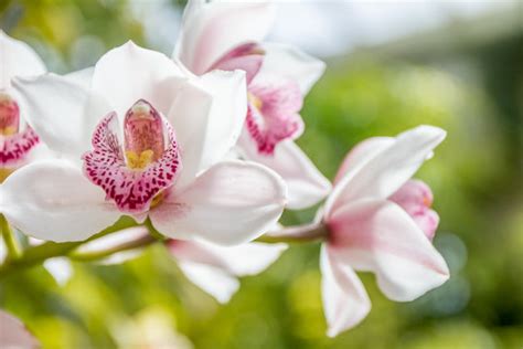 "Yellow Orchid" Images – Browse 1,131 Stock Photos, Vectors, and Video ...