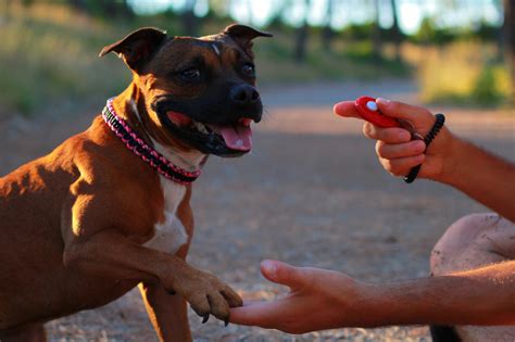 Clicker Training Pour Chien Comment Faire Magazine Zooplus