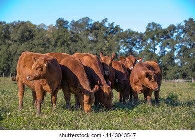 Angus Cattle Farming Stock Photo 1143043547 | Shutterstock