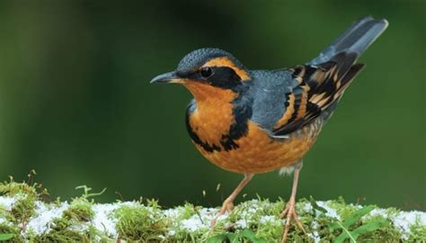 Varied Thrush - Wild Birds Unlimited | Wild Birds Unlimited