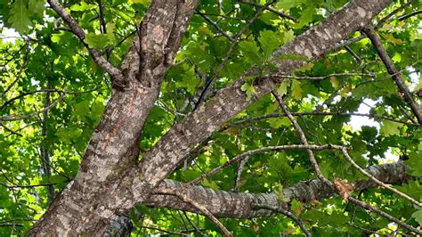 White Oak Tree: Description, Types, Uses, and Care Tips