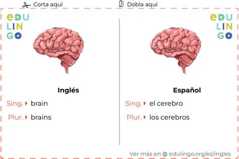 Cerebro en inglés Escritura y pronunciación con imágenes