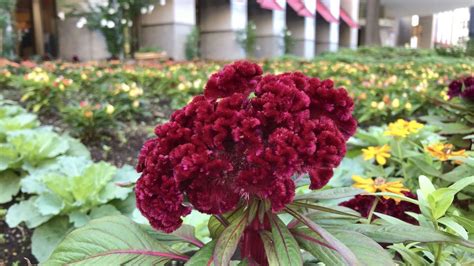 Cómo cultivar y cuidar la hermosa cresta de gallo en tu jardín