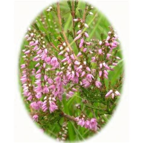 HEATHER seeds (calluna vulgaris) from Wildflowers UK.