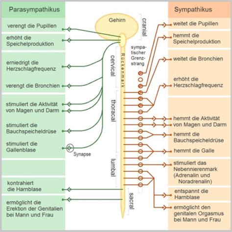 Nervensystem C Karteikarten Quizlet