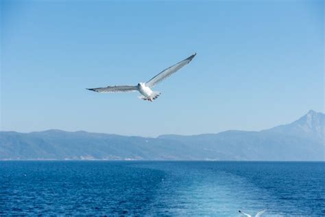 Gaviotas Volando Alto En El Cielo Foto Premium