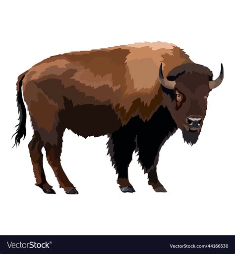 Brown zubr buffalo bison realistic Royalty Free Vector Image