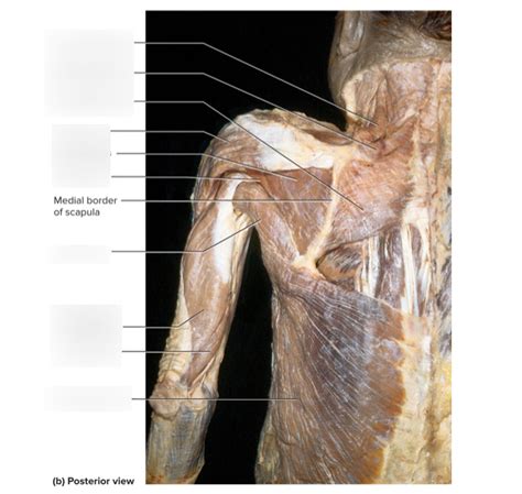 Posterior Shoulder Superficial Muscles 22 Diagram Quizlet