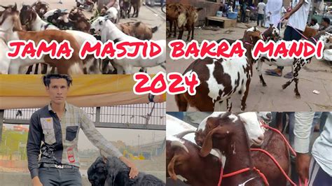 जम मसजद बकर मड jama masjid bakra mandi 2024 latest update