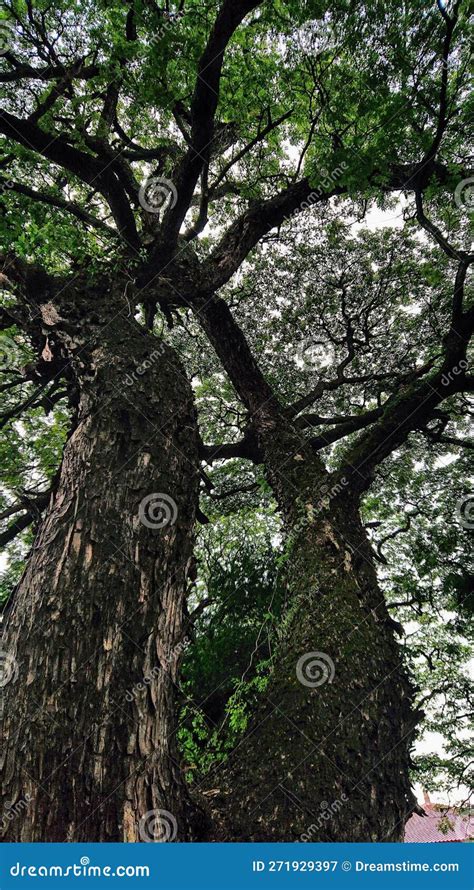 Trembesi Tree that Thrives and is Shady Stock Image - Image of grove ...