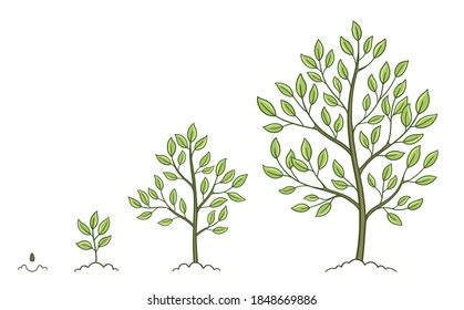 Tree Growth Stages Set Plant Development Stock Vector (Royalty Free ...