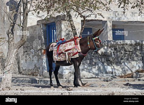 Working Donkey Resting Under Shade Of A Tree Pirgos Santorini Stock