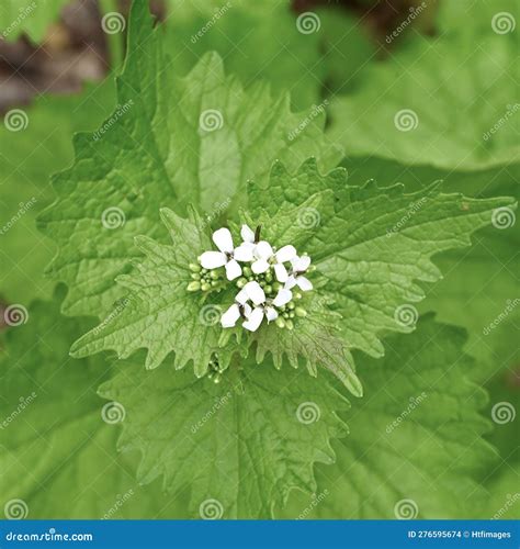 Garlic Mustard Weed stock photo. Image of flowers, states - 276595674