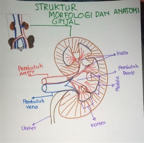 Gambar Nefron Lengkap – bonus