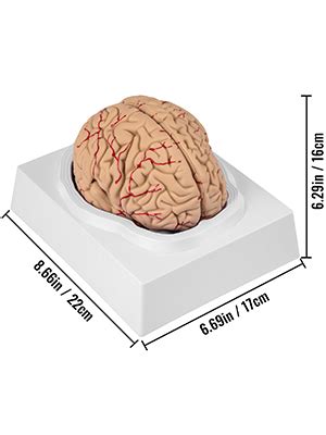 VEVOR Modelo de cerebro humano Modelo de anatomía del cerebro Enseñanza