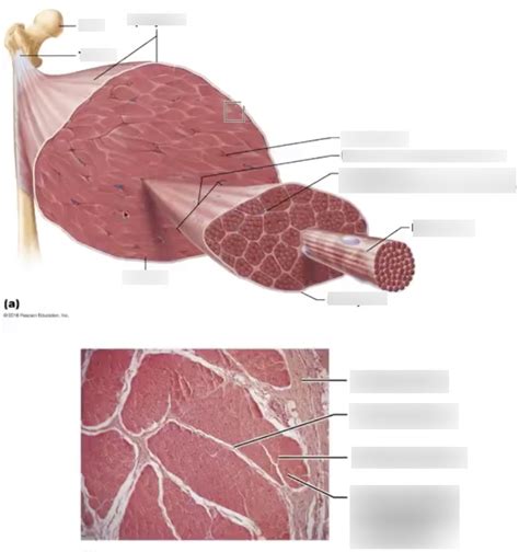 Diagram Of Skeletal Muscle Structure Diagram Quizlet