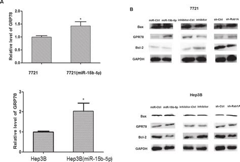 Overexpression Of Mir B P Induces Endoplasmic Reticulum Stress And