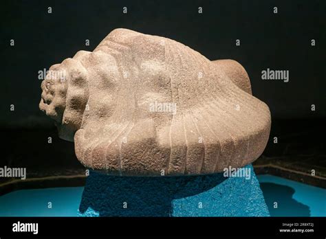 Escultura De Concha De Trompeta De Piedra Andesita Sitio Arqueol Gico