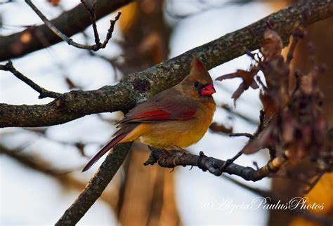 Female Cardinal Bird Photograph Photo Download - Etsy