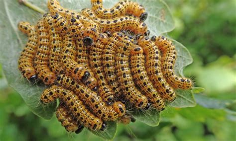 Butterfly And Moth Larvae Identification