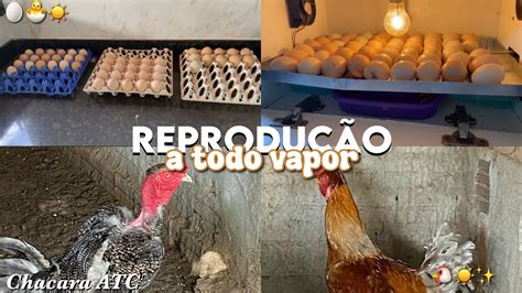 Colocando Ovos Na Chocadeira Reprodu O De Aves V Rios Cruzamentos