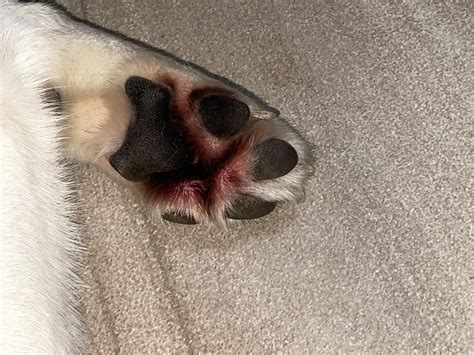 Reddish Paw Rhusky