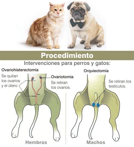 Ex Menes Vitales Para Esterilizar A Perros Y Gatos