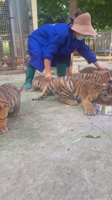 🐯🐯🐯OMG!!! Let’s go, it’s time to eat! #tigercub #tiger #kitten #foryou ...