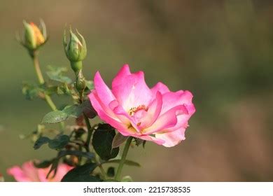 5,344 Reddish Pink Flower Images, Stock Photos & Vectors | Shutterstock