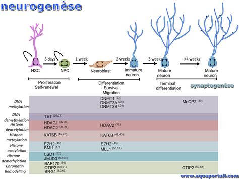 Neurogenèse définition et explications