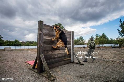 German Shepherd Service Dog Photos And Premium High Res Pictures