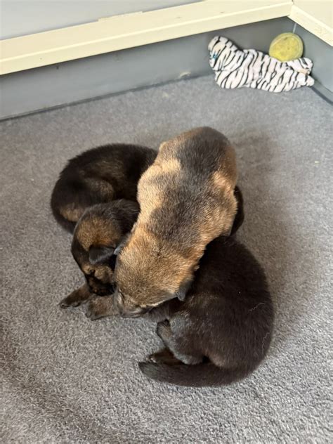 Copper View quality family bred Labrador Retrievers and German Shepherds... - Copper View