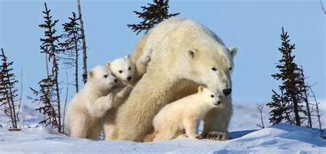 El Oso Polar Caracter Sticas Alimentaci N H Bitat Reproducci N Y