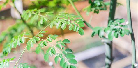 How To Care For The Miraculous Moringa Tree