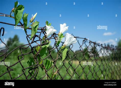 Rampicante Pianta Con Bei Fiori Bianchi Su Un Vecchio Recinto Di Rete