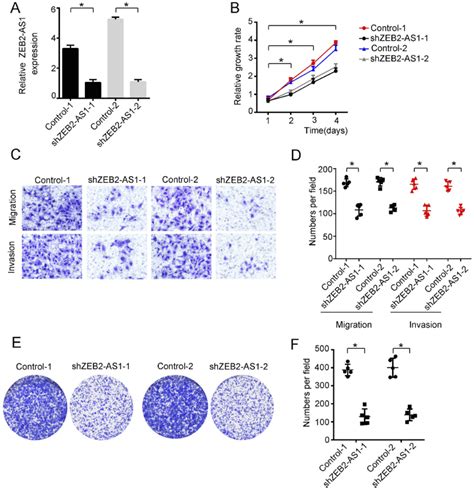 Knockdown Of Zeb2 As1 Decreased Lscc Cell Abilities Of Progression A