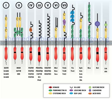 Schematic Representation Of Various Receptor Tyrosine Kinase RTK Sub