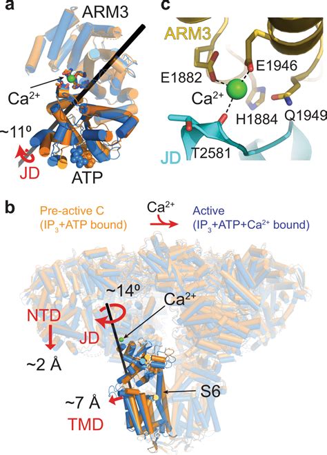 Conformational Changes Coupling Ca Binding To Pore Opening A