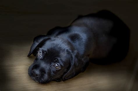 Fondos De Pantalla Negro Animales Perro Animales Bebés Labrador